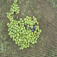 Olive Net for Agriculture   2019 new olive net    woven olive harvest netting