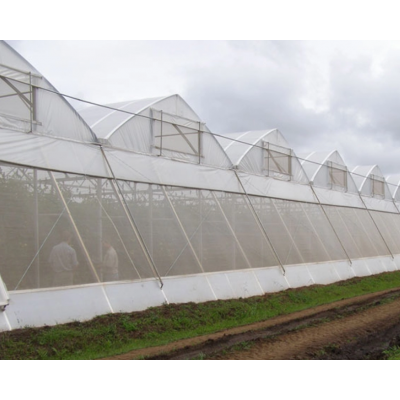 100% virgin HDPE insect net for Agricultural