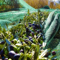 Hdpe+UV plastic olive harvest netting