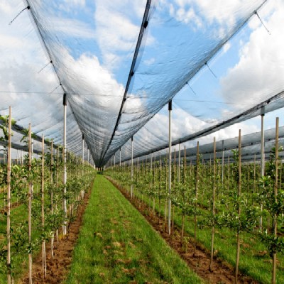 agricultural    use  an apple orchard garden   anti  bee net